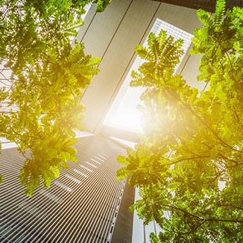 25 ground-breaking years  view from below of trees next to office buildings