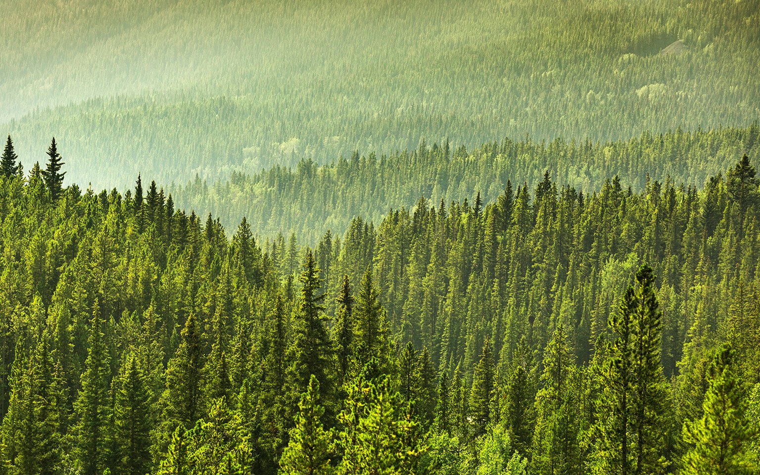 view of trees in a forest from above