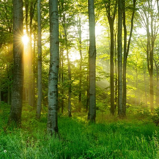 Satisfazer e exceder as necessidades dos clientes shot of sun through trees in a forest